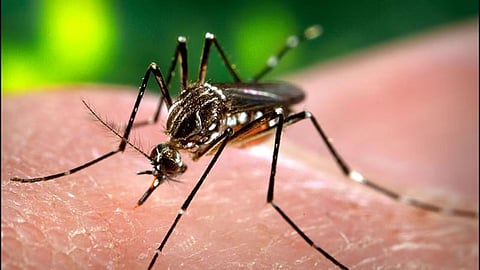 Dengue rages on in Uttar Pradesh