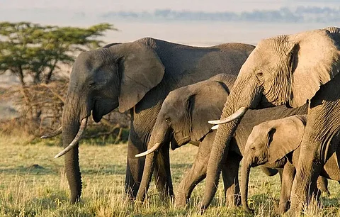 Six Elephants Rescued