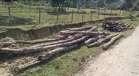 Assam: Concerns Raised Over Cutting of Trees in Digboi