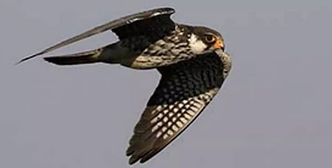 Shirui village bans hunting of animals for three years, protects migratory Amur falcons