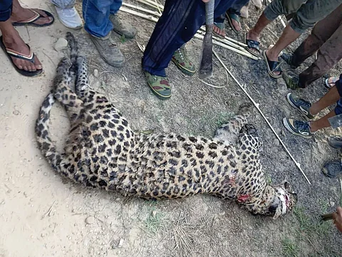 Nagaland: Leopard Dead After Encounter Between a Youth and the Wild Animal