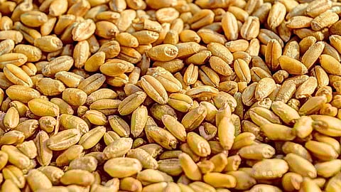 Sootea MLA Padma Hazarika inaugurated Rabi crop seed distribution ceremony