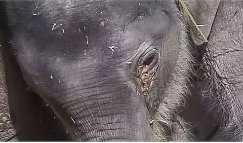 Assam: Male Elephant Found Dead in Goalpara District