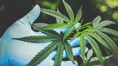Maternal exposure to cannabis raises diabetes risk in children: Study