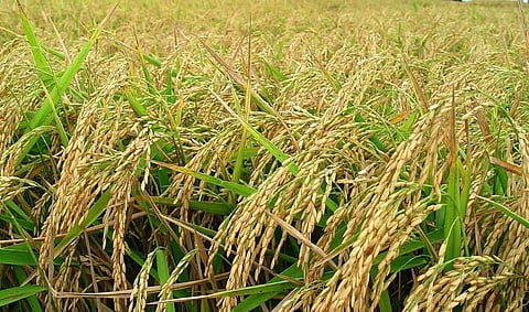 Paddy procurement target decreased in Assam