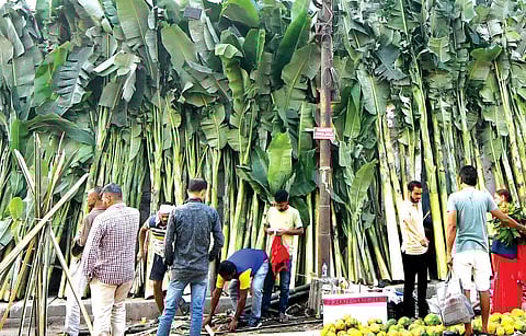 Diwali: Surge in sale of banana trees in Guwahati city