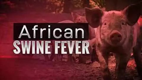 Assam: Dicial village declared as African Swine Fever ‘epicentre’
