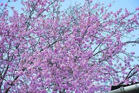 Meghalaya gears up to host 3-day ‘Cherry Blossom Festival’