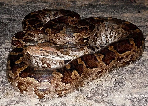 Assam: Massive Python Rescued in Udalguri District