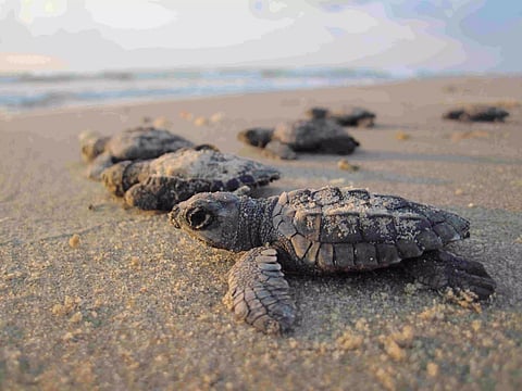 Biswanath Wildlife Division released turtle hatchlings