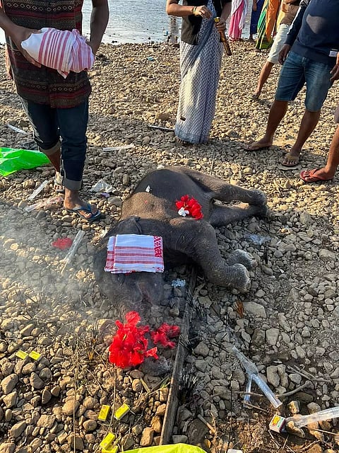 Assam: Baby elephant’s carcass recovered