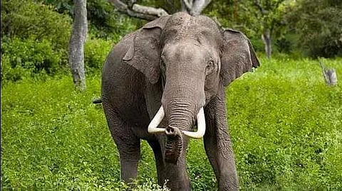 Assam: Elephant kills owner in Tamulpur district