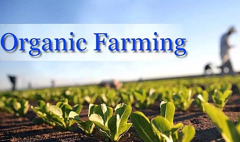 Commercial organic farming in Northeast