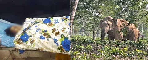Assam: Two kids among four killed in man-elephant conflict in Bokajan