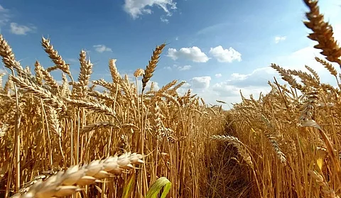 Drones revolutionizing agriculture: BVFCL’s farming initiatives in North Eastern states