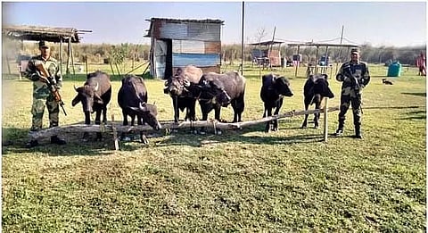 Assam: Three cattle smugglers held in Dhubri