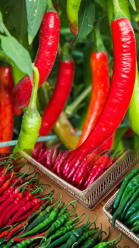 Health Benefits of Green Chillies