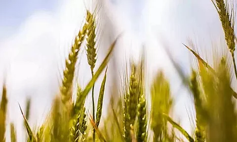 Tripura government initiates paddy purchase at subsidized rate from state farmers