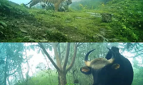 Sikkim: Wildlife Setting National and Global Records for the Sikkim's Forest Department