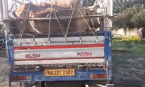 Assam: Illegal Cattle Smugglers Arrested in Jamugurihat