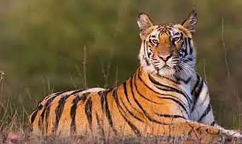 Assam; Tiger kills one, wounds another in Nagaon district