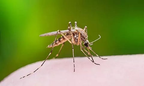 Assam: Japanese Encephalitis Claims the Life of a student in Mangaldoi
