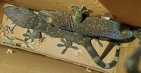 Assam: Government Railway Police Thwart Gecko Lizard Trafficking Attempt at Guwahati Station