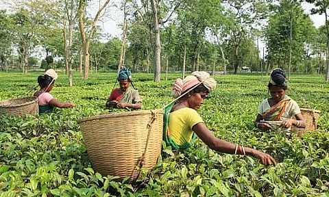 Fluctuating tea production worries Assam growers