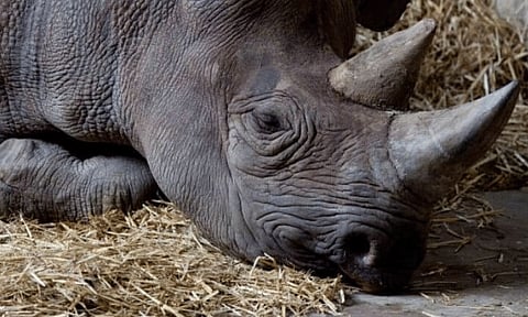 World's oldest Free ranging female Black Rhino dies in Tanzania
