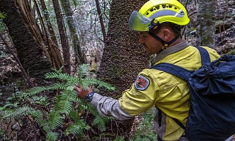 Australian firefighters shield extremely rare 'dinosaur trees'