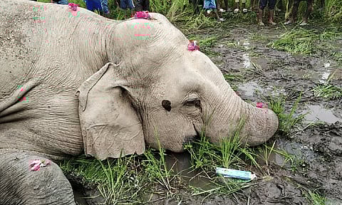 Wild Jumbo 'Laden' Found Dead in Udalguri