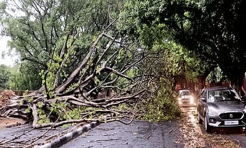 NH-37 blocked for an hour due to fallen tree
