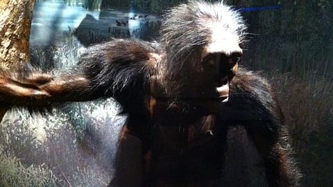 Human ancestor Lucy died after falling from tree!