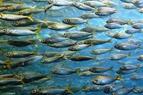 Meet focuses on importance of fish in diet