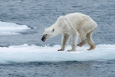 Why are polar bears starving?