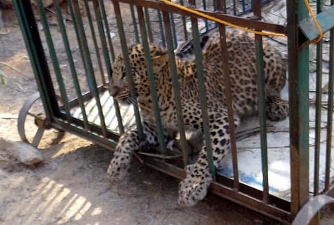 Leopard trapped, later released