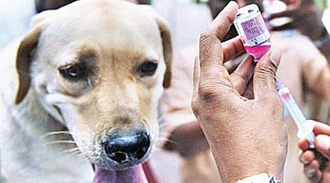 Stray dog vaccination drive in Guwahati