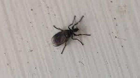 Unidentified insect bite causes skin problems