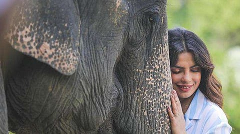 Duplicate Priyanka Chopra In Kaziranga for 'long shots'