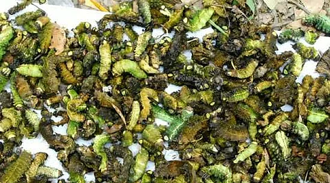 Matured Muga Silk worms die at alarming rate in Dhakuakhona