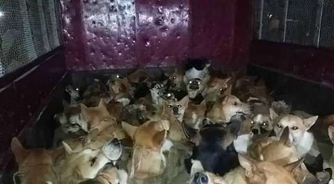 Truck Carrying Stray Dogs Held near Nagaon