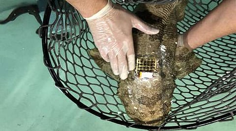 Smart patch for flexible monitoring of marine life