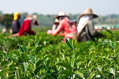 Tea Board’s special move towards non-traditional tea flourish