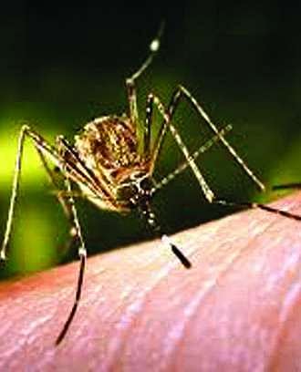 Japanese encephalitis, take heavy toll