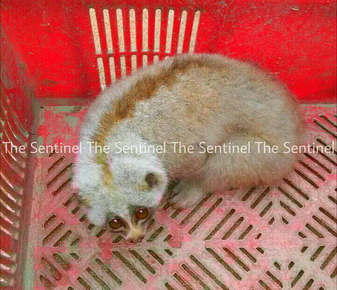Rescued Slow Loris released