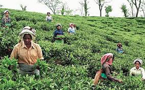 Strong demand in China, India boost tea consumption and production
