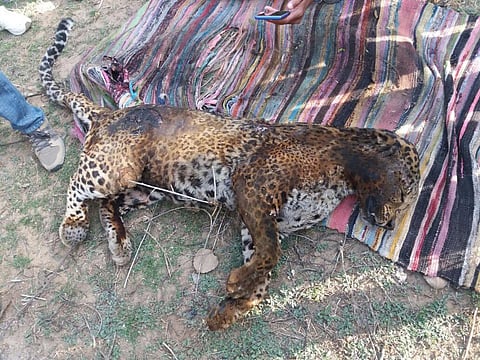 Leopard killed, three hurt