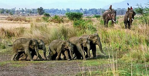 Elephants damage standing crops in East Siang