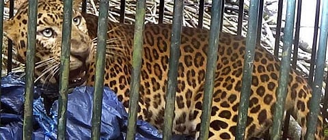 Leopard caught, later released