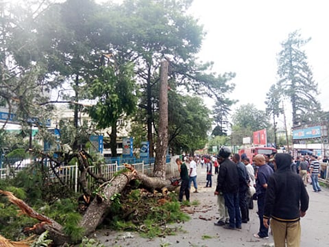 Tree causing danger to human felled in city